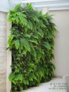 a green plant growing on the side of a building