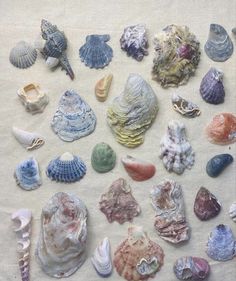 various seashells are displayed on a white cloth