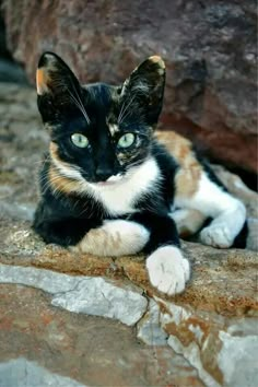 a black, white and orange cat laying on top of a stone wall next to a rock