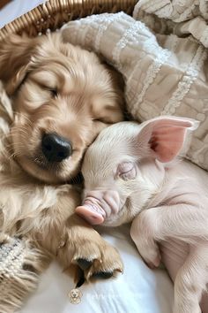 two puppies cuddle together in a basket