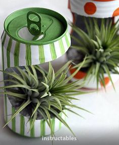 two air plants are sitting in tin cans