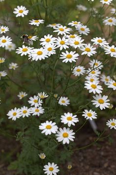 a bunch of white daisies with a bee sitting on one of the flowers in the middle