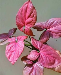 a pink plant with green leaves in a person's hand