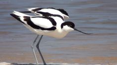 two black and white birds are standing in the water