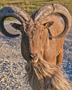 an animal with large horns standing on gravel