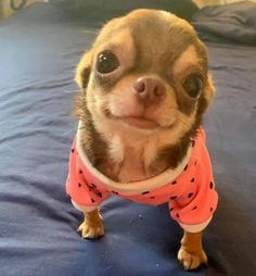 a small dog wearing a pink shirt on top of a bed