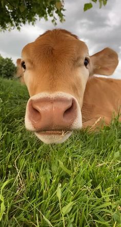 a brown cow is laying in the grass and looking at the camera with an overcast sky behind it