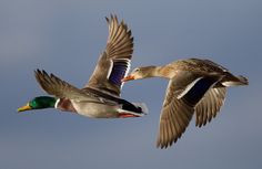 two ducks are flying in the sky together