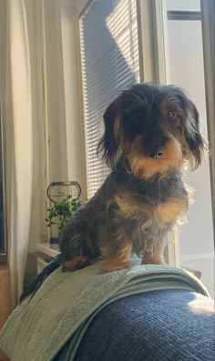 a small dog sitting on the back of a couch