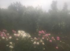 some pink and white flowers in front of trees on a foggy day at the park