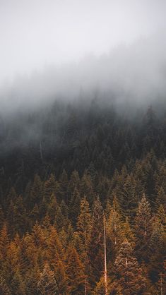 the forest is covered in fog and low lying clouds