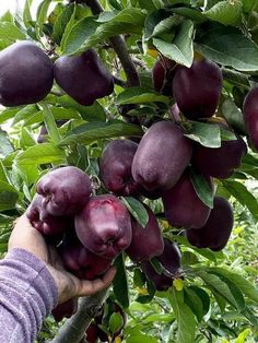 a person is picking plums from a tree