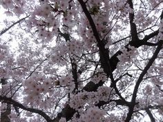 pink flowers are blooming on the branches of trees