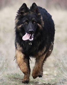 a large black and brown dog running across a field