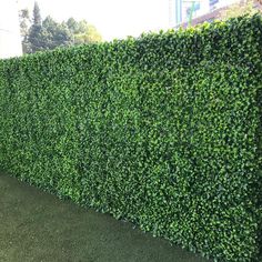 a hedge is shown in the shape of a long, green wall with grass growing on it