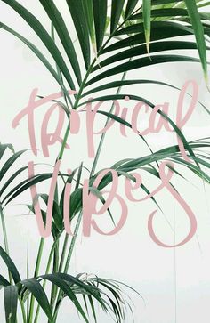 a palm tree with the words tropical vibes written in pink on it's side