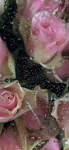 pink roses with water droplets on them