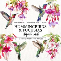 hummingbirds and fuchsias clipart pack