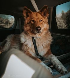 a dog sitting in the back seat of a car