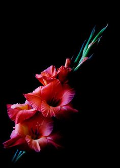 three red flowers with green stems on a black background