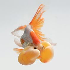 an orange and white fish floating in the air