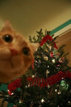 the cat is looking up at the christmas tree