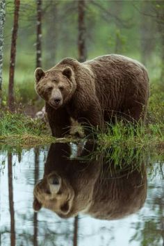 a large brown bear standing next to a body of water in a forest with tall grass and trees