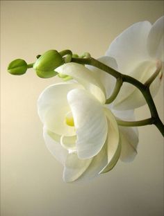 a white flower with green stems and buds