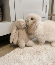 a small white bunny is playing with a stuffed animal