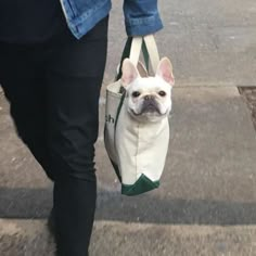 a dog in a bag being walked down the street