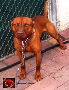 a brown dog standing on top of a brick floor next to a chain link fence