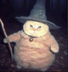 a cat wearing a witches hat and holding a stick