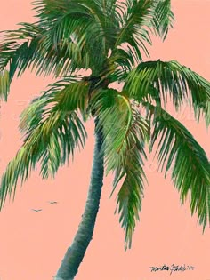 a palm tree is shown against a pink background