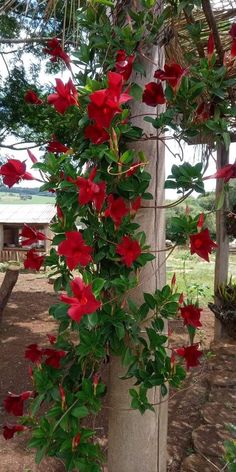 red flowers growing on the side of a tree