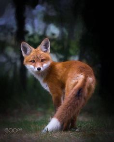 a red fox standing on top of a lush green field