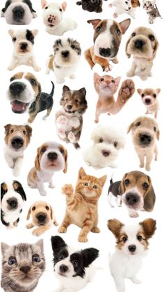 an image of many different dogs and cats in the same photo, each with their own face