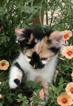 a kitten sitting in the middle of some flowers