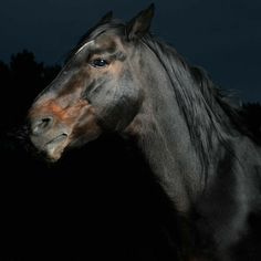 a horse is standing in the dark with its head turned to the side and it's eyes open