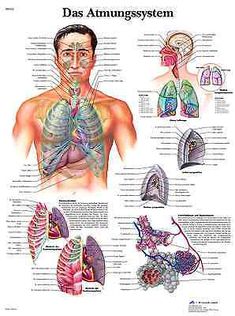 a diagram of the human body and its major organs, including the chest, lungs, thor