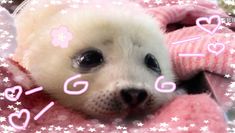 a baby seal bear is wrapped in pink blankets with hearts and stars on it's face