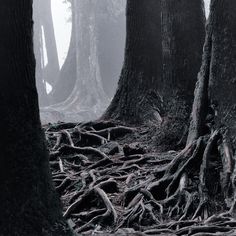 several trees with very large roots in the middle of a forest on a foggy day