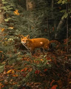 a red fox standing in the middle of a forest