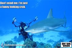 a man scubas next to a shark in the ocean with caption saying don't mind one, i'm just a funny looking crab