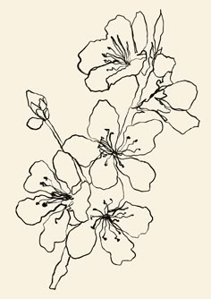 a black and white drawing of some flowers