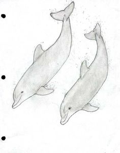 two dolphins are swimming in the water