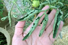 a hand is holding some green leaves