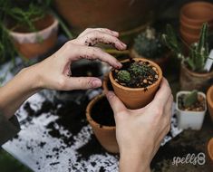 two hands are holding a potted plant in front of several other pots with cacti and succulents