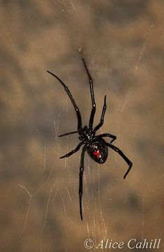 a black widow spider sitting on its web