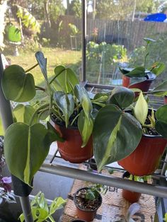 several potted plants are sitting on a shelf in the window sill, with one plant growing out of it's bottom