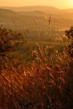 the sun shines brightly on some tall grass